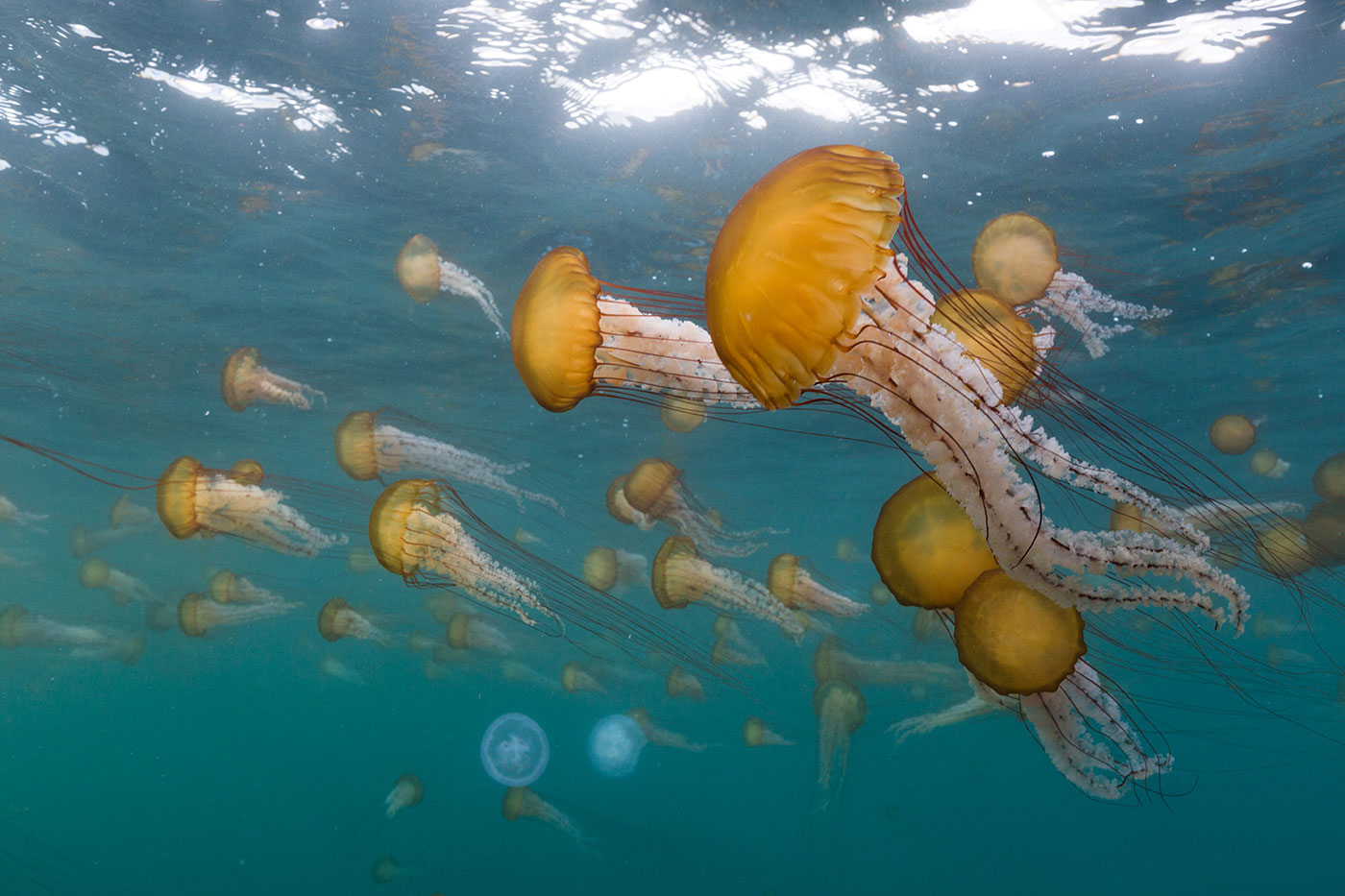 Sea-nettles_compass-jellyfish